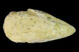 Fossil Pachycephalosaurus Claw - North Dakota #153677-1